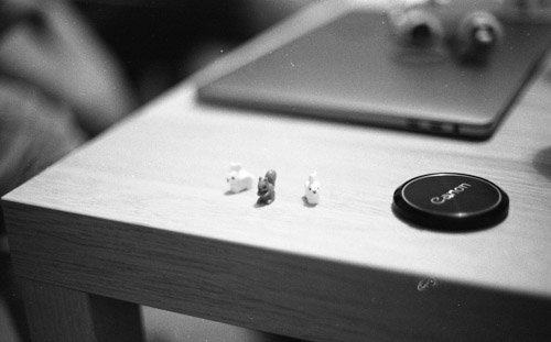 2023 03 26 | film squirrel + bunnies