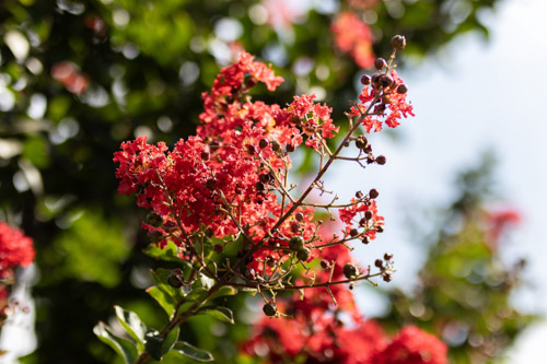 2025 07 12 | summer crape myrtles
