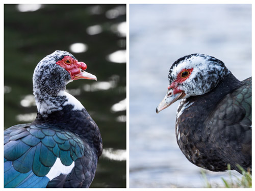 2025 12 07 | muscovy ducks